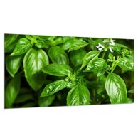 TMK Staklena zaštita za štednjak ili ploču za kuhanje 90x52, basil