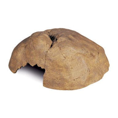 EXO TERRA Kućica za skrivanje L