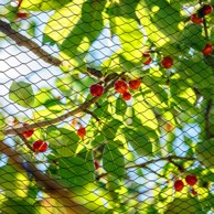 SPRINGOS Mreža protiv ptice, 8x20 m, +20 sidara