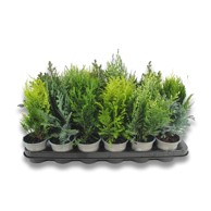 Biljka Coniferae Mix