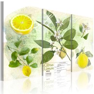 Slika Fruit lemon 60x40