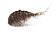 SCUD Ribolovna muha, Olive & Grey, #12