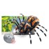 Pauk na daljinsko upravljanje TARANTULA, crno-narančasta
