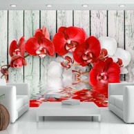 Foto tapeta Ruby orchid 350x245