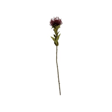 PT LIVING Umjetna biljka Protea, visina 60 cm