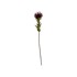PT LIVING Umjetna biljka Protea, visina 60 cm