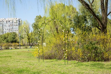 Luk za ruže 140x36x240 cm