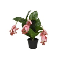 Dekoracija za vrt, Medinilla, 42 cm
