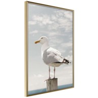 Poster Curious Seagull 20x30