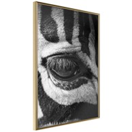 Poster Zebra Is Watching You 20x30