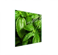 TMK Staklena zaštita za štednjak ili ploču za kuhanje 50x52, basil