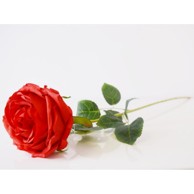 Rezano cvijeće RUŽA KREM 62 cm