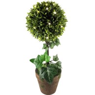 HOME Dekorativni šimšir, GPL 25