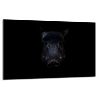 TMK Staklena zaštita za štednjak ili ploču za kuhanje 80x52, divlja svinja