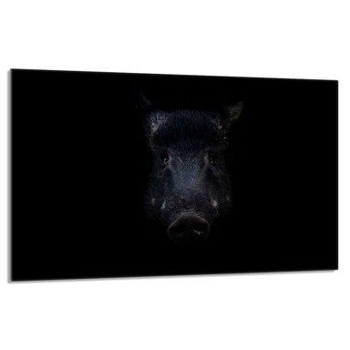 TMK Staklena zaštita za štednjak ili ploču za kuhanje 80x52, divlja svinja