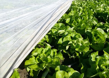 GARDENER Agril folija 3 m x 8,5 m