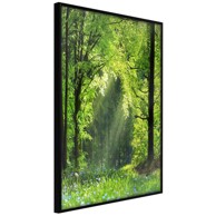 Poster Forest Path 20x30