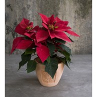 PLANTER Terakota tegla Fi 19 X H 15 cm