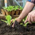 NETSCROLL Vrtna motika PickGarden, srebrna