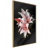 Poster Pale Pink Lilies 20x30