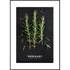 STYLER Slika 50x70 cm Rosemary