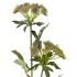 BLOOMINGVILLE Umjetna biljka Throatwort, visina 49 cm  