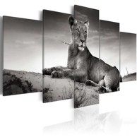 Slika Lioness in a desert 200x100