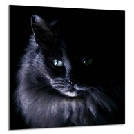 TMK Staklena zaštita za štednjak ili ploču za kuhanje 60x65, mačka