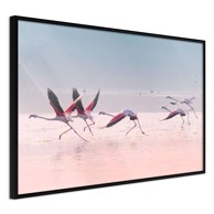Poster Flamingos Breaking into a Flight 30x20