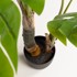KAVE HOME Umjetna monstera, visina 130 cm  
