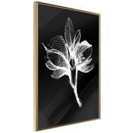 Poster White Plant 40x60