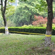 Uže za balansiranje, 15 m, zeleno