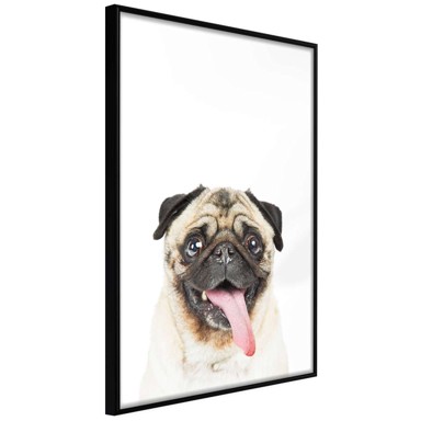 Poster Funny Pug 40x60