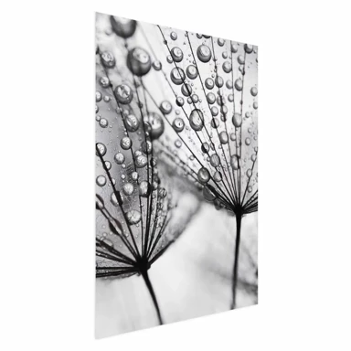 Plakat Macro Dew, 60x90 cm