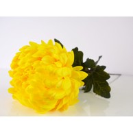 Rezano cvijeće Krizantema 82 cm