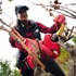FELCO Akumulatorske škare za vinogradarstvo 834V