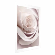Plakat Porcelain Rose, 21x30 cm