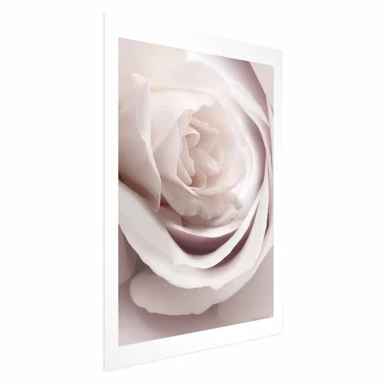Plakat Porcelain Rose, 21x30 cm