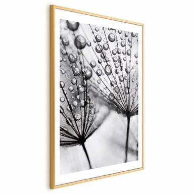 Plakat Macro Dew, 60x90 cm