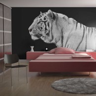 Foto tapeta White tiger 300x231