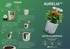 SMART GARDEN Aurelia Pro “Trio Bosiljak” set