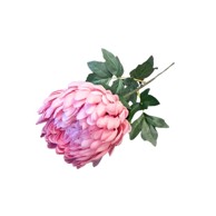 Rezano cvijeće, Krizantema, 66 cm, svijetloružičasta