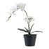 HOUSE NORDIC Umjetna biljka Orchid, visina 47 cm  