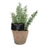 ESSCHERT DESIGN Umjetna biljka Thyme, visina 21,5 cm