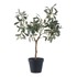 HOUSE NORDIC Umjetno drvo masline (visina 61 cm)