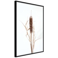 Poster Typha 20x30