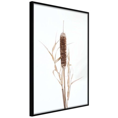 Poster Typha 20x30