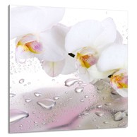 TMK Staklena zaštita za štednjak ili ploču za kuhanje 60x65, orhideja