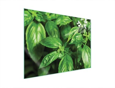 TMK Staklena zaštita za štednjak ili ploču za kuhanje 70x52, basil