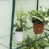 Plastenik od folije 143 x 143 x 195 cm 130 g/m²